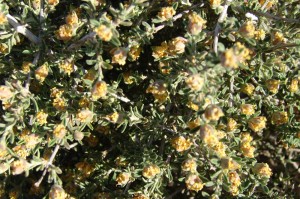 Spiny Hopsage