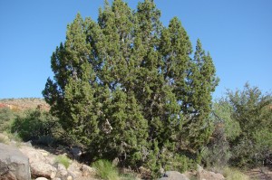 Utah Juniper