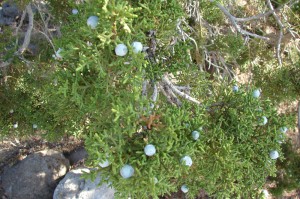 Utah Juniper with berries