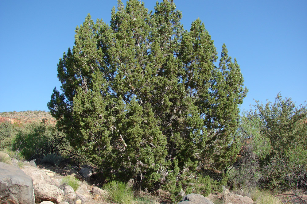 Red Cliffs Desert Reserve » utahjuniper