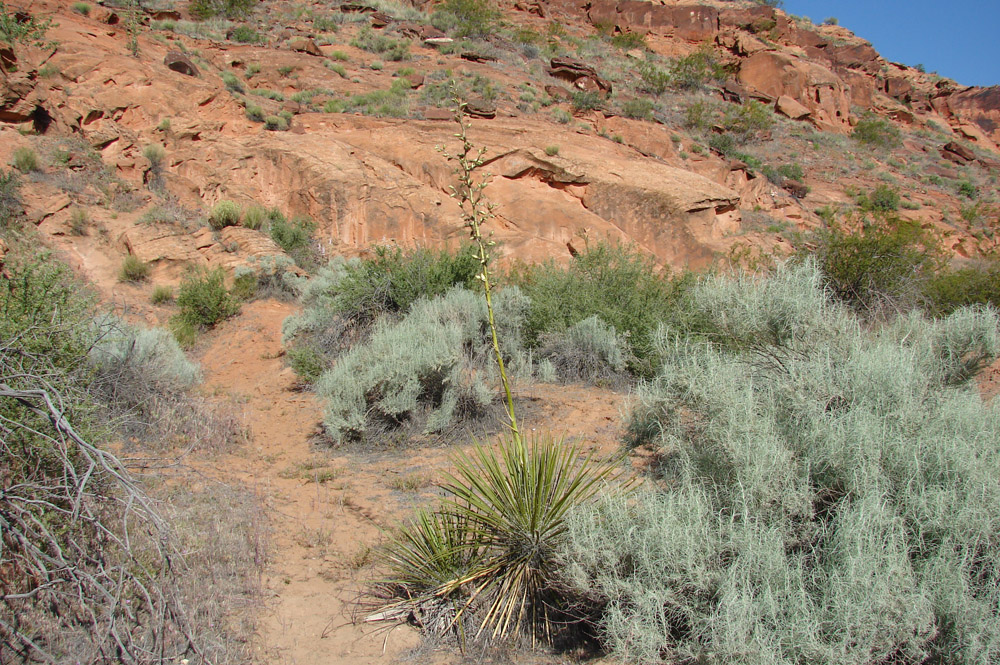 Red Cliffs Desert Reserve » yuccaandsandsage