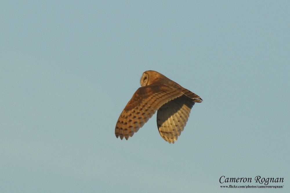 Barn Owl Barn Owl