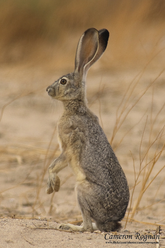Black-tailed Jack Rabbit