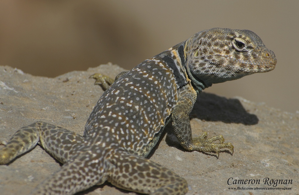 Desert Collared Lizard