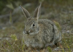 Desert Cottontail