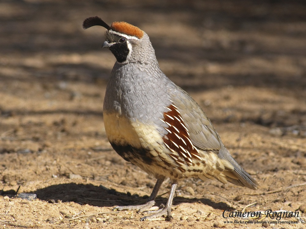 Gambel's Quail