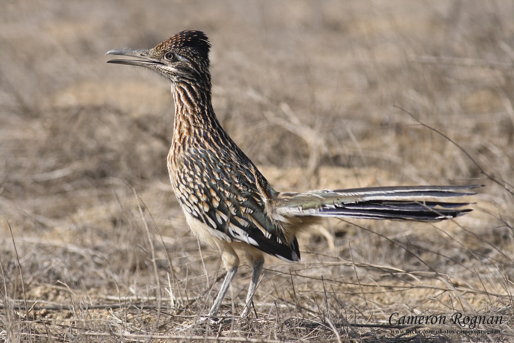 Red Cliffs Desert Reserve » Greater Roadrunner (Geococcyx californianus)