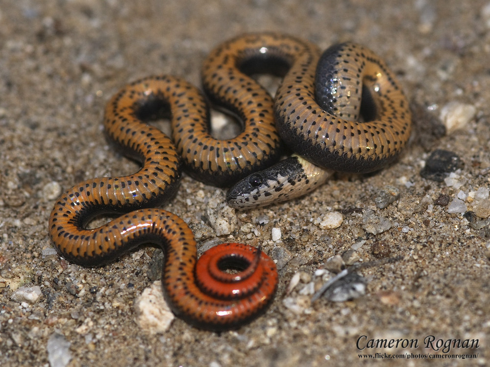 Ring-neck Snake