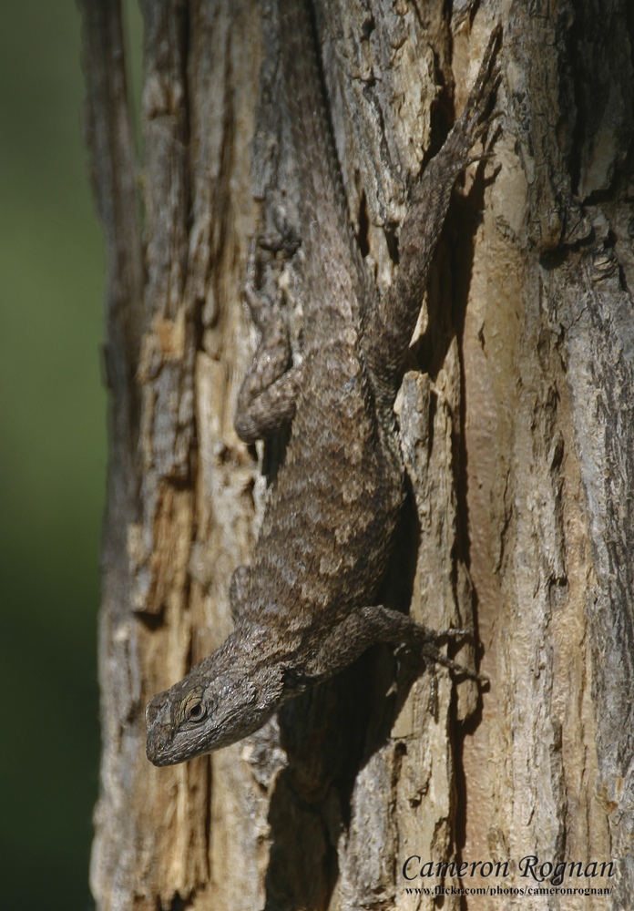 Red Cliffs Desert Reserve » Western Fence Lizard (Sceloporus