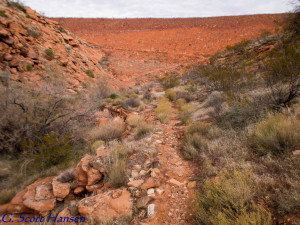 From here the trail runs immediately above the creek along this pebbly segment towards the detention dam.  The trail runs across the face of the detention dam as shown above to get to the other side of the creek. 