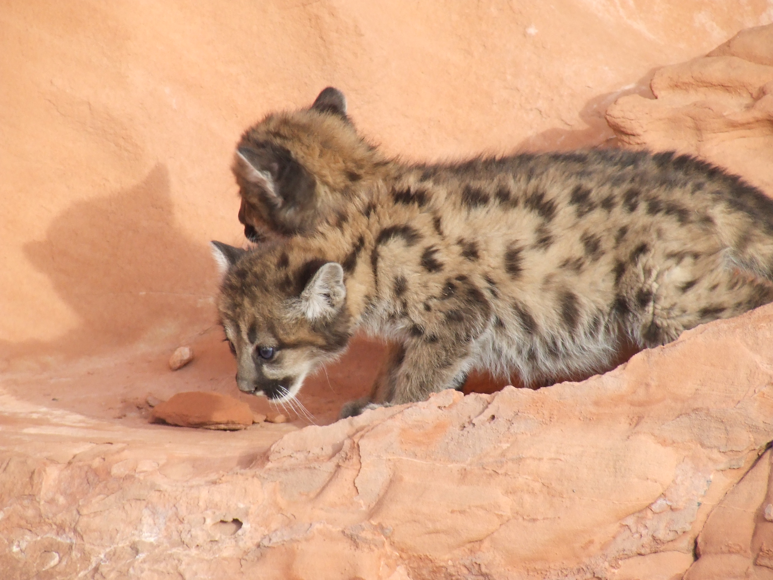 puma animal desert