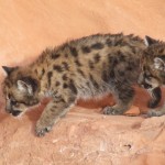 2006_0614LionsBears0035