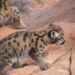 2006_0614LionsBears0036