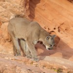 2006_0614LionsBears0046