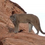 2006_0614LionsBears0048