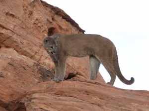 2006_0614LionsBears0048