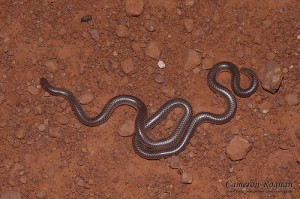 Red Cliffs Desert Reserve » Western Blind Snake