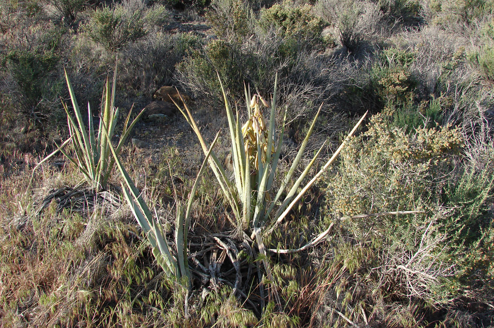 Red Cliffs Desert Reserve » Banana yucca 1