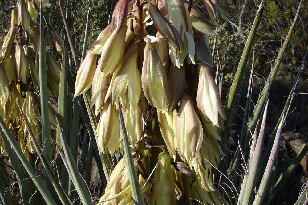 Red Cliffs Desert Reserve » Banana yucca 3