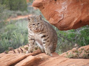 Bobcat 001