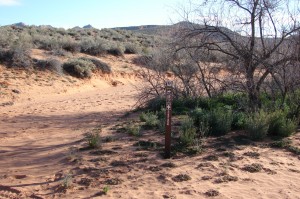 Bone Wash from Mill Ck