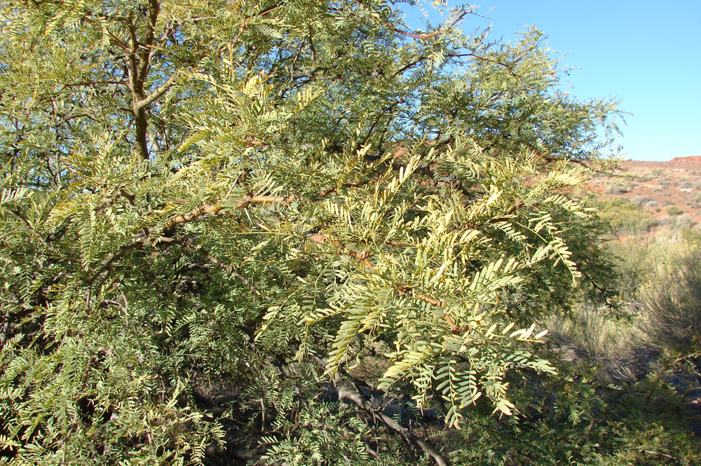 Red Cliffs Desert Reserve » Honey Mesquite (Prosopis juliflora)