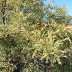 Honey Mesquite