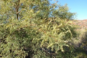 Honey Mesquite