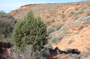 Lange's Dugway at Black Gulch