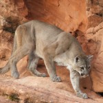 Lions 006