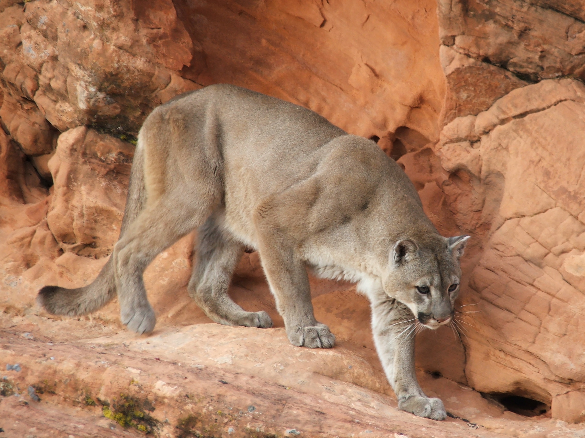 Red Cliffs Desert Reserve » Lion (Puma concolor)