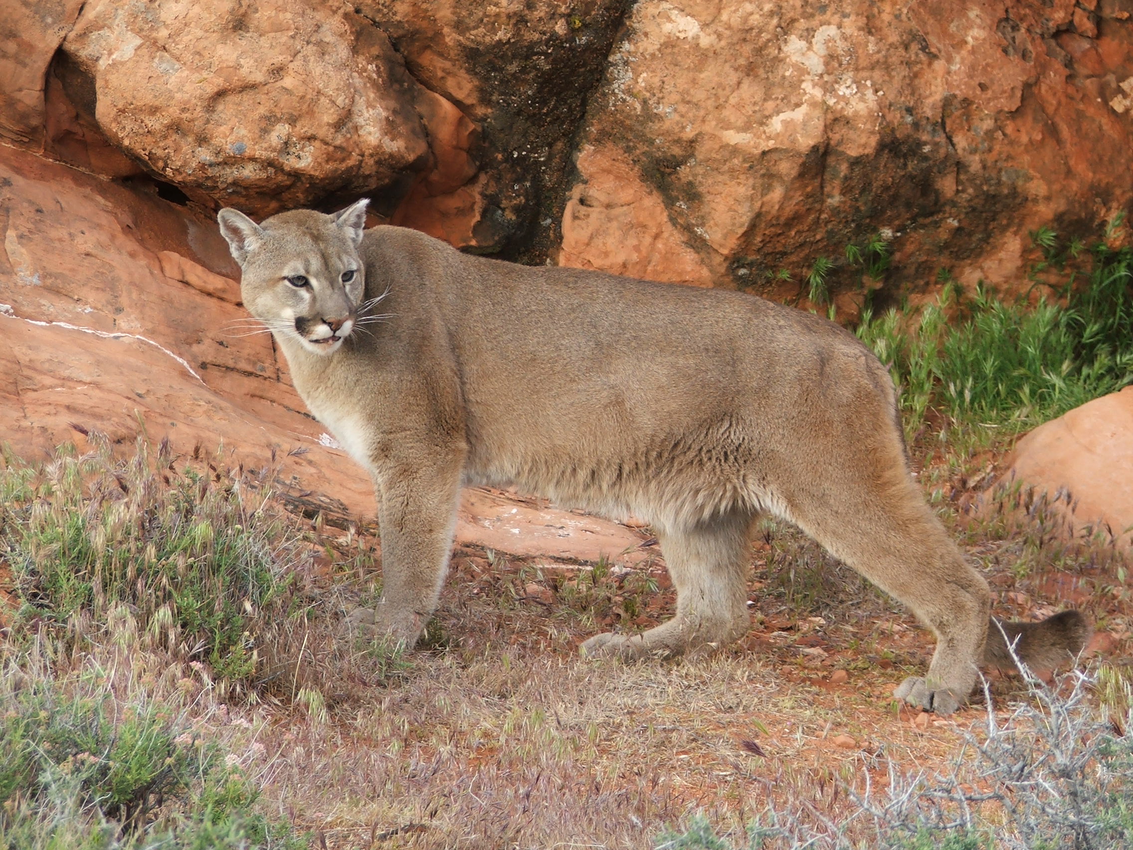 puma animal desert