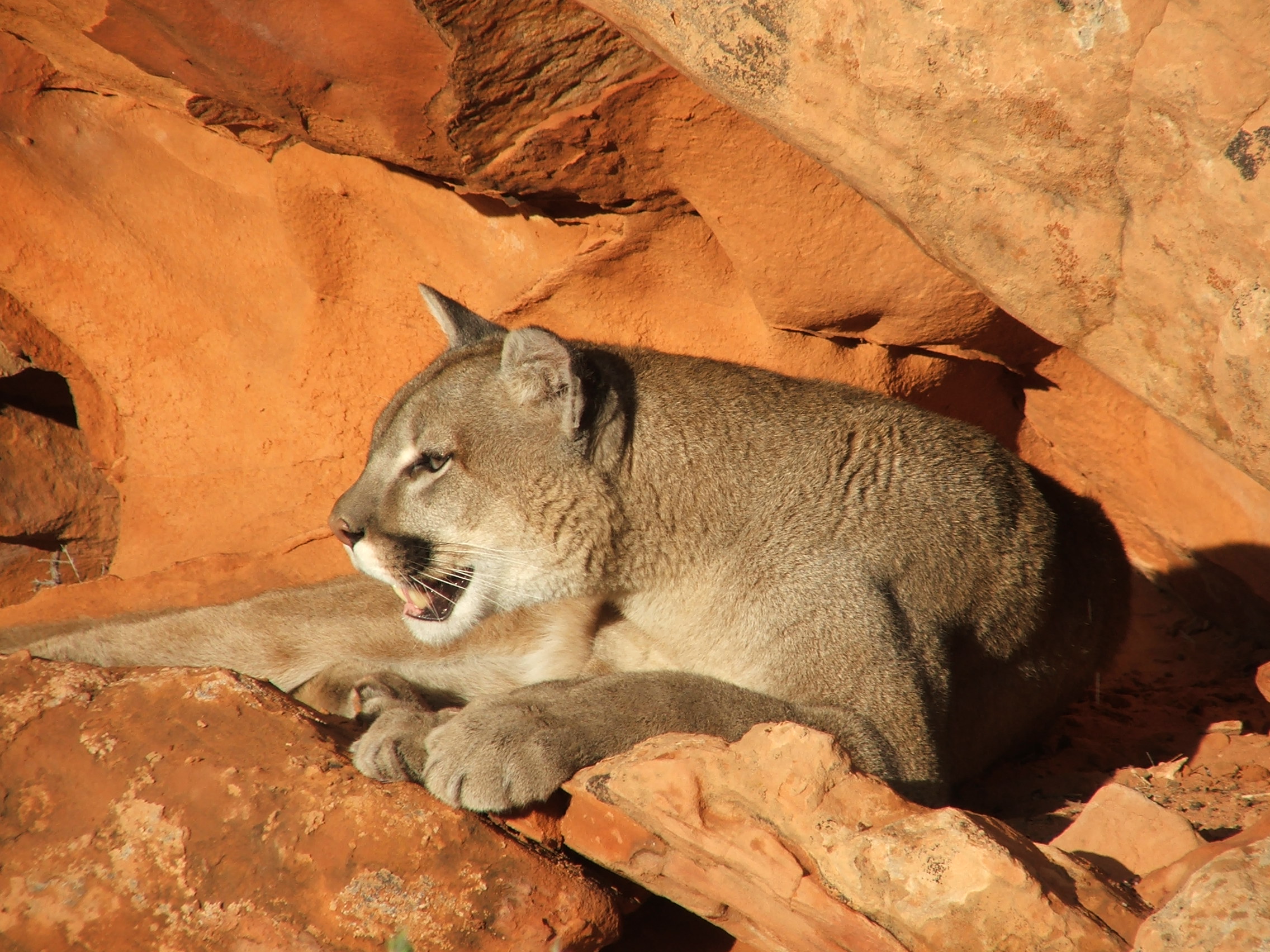 Desert puma shop