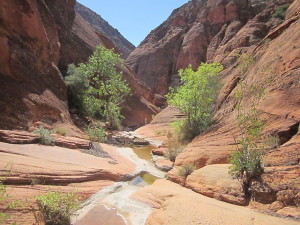 The trail winds along the creek and through a number of riparian zones with Willows and Cottonwood trees.