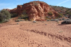 Junction of Bone Wash and Elephant Arch trails