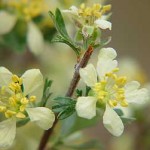 antelope-bitterbrush-flower