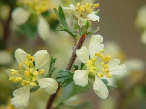 antelope-bitterbrush-flower
