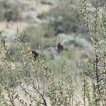 antelope-bitterbrush2