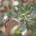 behrs-hairstreak-bitterbrush