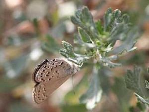 behrs-hairstreak-bitterbrush