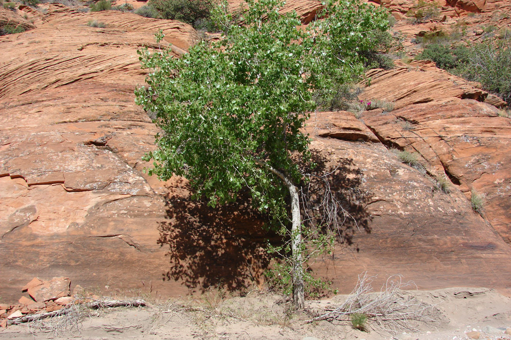 Red Cliffs Desert Reserve » Fremont Cottonwood (populus fremontii)