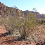 Creosote bush - 1 Creosote bush - 1
