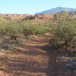 Creosote bush - 3 Creosote bush - 3