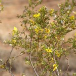 Creosote bush in flower - 1 Creosote bush in flower - 1