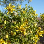 Creosote bush in flower - 2 Creosote bush in flower - 2