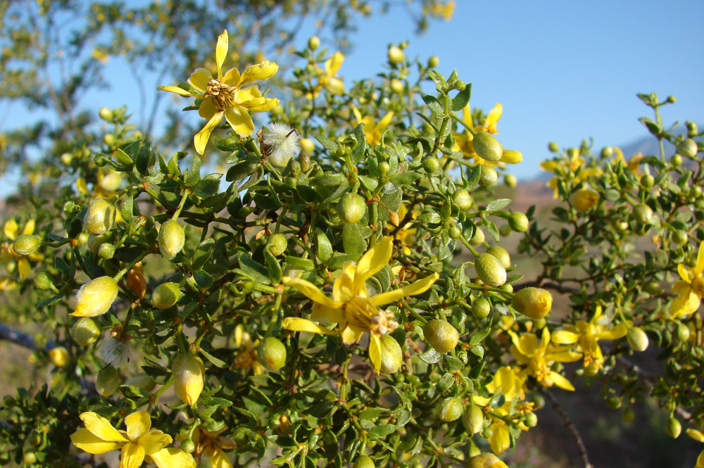 Creosote+bush+flower