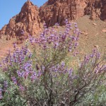 Desert sage - 1