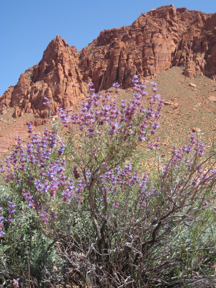 Red Cliffs Desert Reserve » Desert sage 1