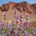 Desert sage - 2
