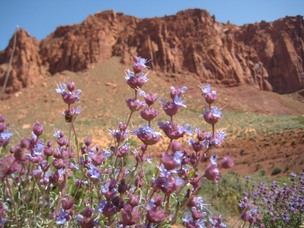 Red Cliffs Desert Reserve » Desert sage 2